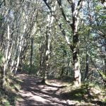 de-pasajes-a-donosti-el-merendero-de-ulia-pays-basque-foret-sous-les-arbres
